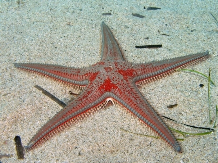 Guida allidentificazione del genere Astropecten